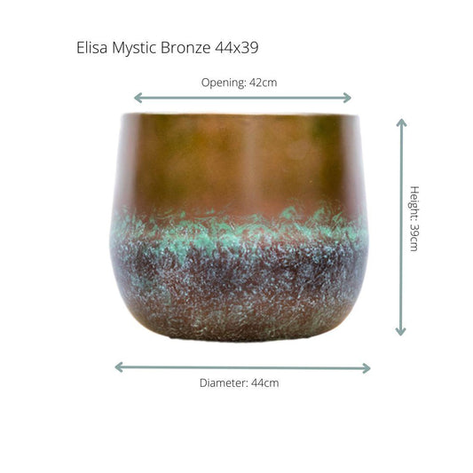 Elisa Mystic Bronze – Pflegeleichte Zimmerpflanze in Bronzetönen