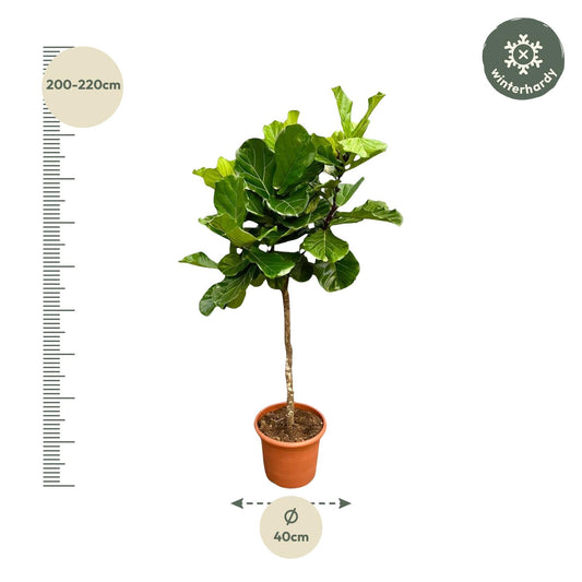 Ficus Lyrata boom XXL – Geigenfeige 200 cm
