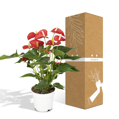 Anthurium Red – Pflegeleichte Zimmerpflanze mit roten Blüten