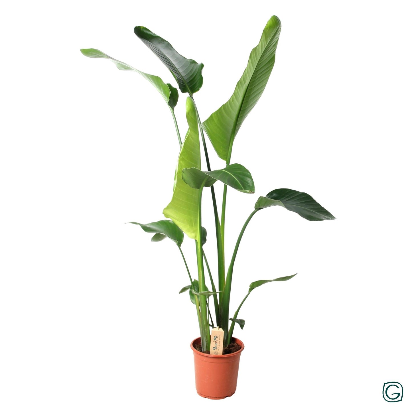 Strelitzia Nicolai – Pflegeleichte Trendpflanze Ø21cm