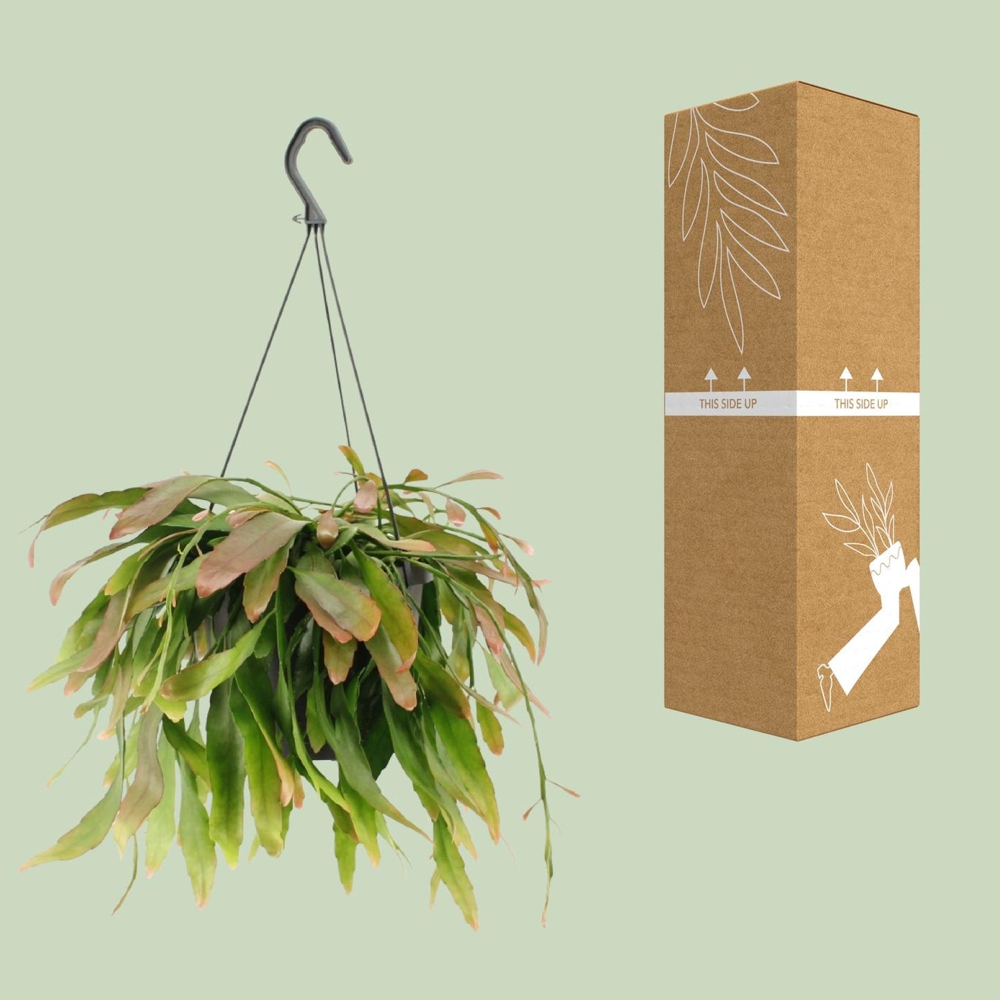 Rhipsalis Red Coral – Exotische pflegeleichte Zimmerpflanze Ø17cm