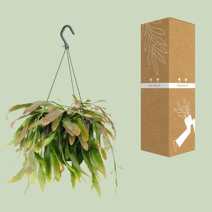 Rhipsalis Red Coral – Exotische pflegeleichte Zimmerpflanze Ø17cm