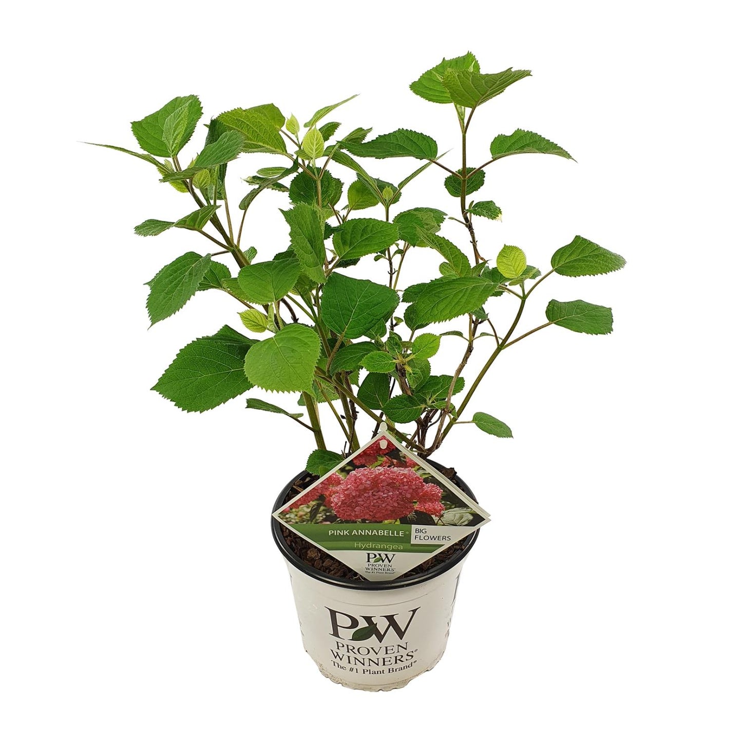Endlose Hortensie 'Pink Annabelle' Ø19cm, 30cm hoch