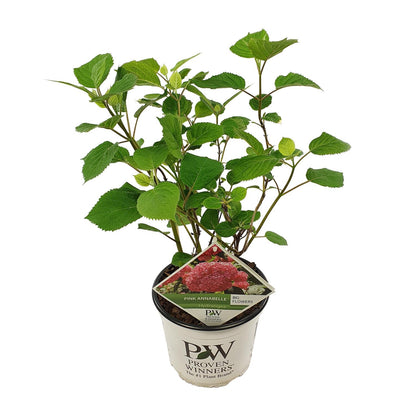 Endlose Hortensie 'Pink Annabelle' Ø19cm, 30cm hoch