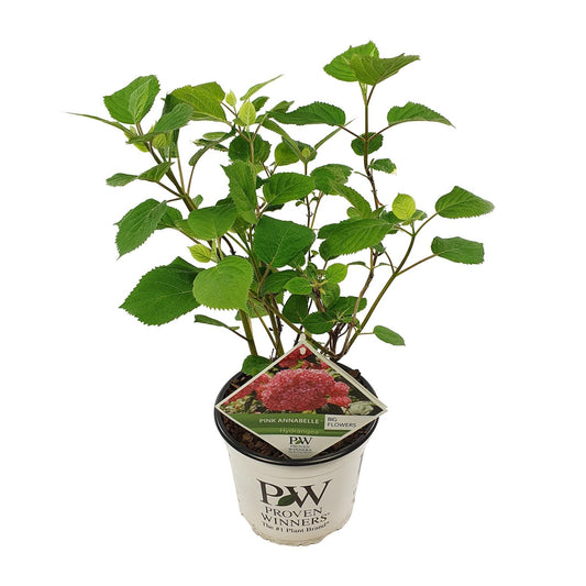 Endlose Hortensie 'Pink Annabelle' Ø19cm, 30cm hoch
