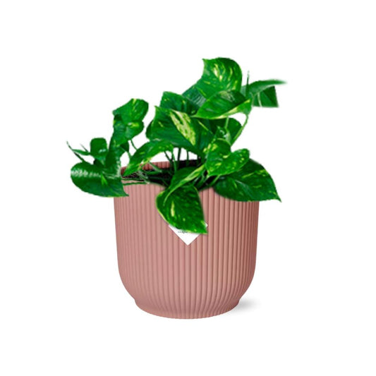 Epipremnum Pinnatum ‘Aureum’ im rosa ELHO Vibes Fold Topf 14cm