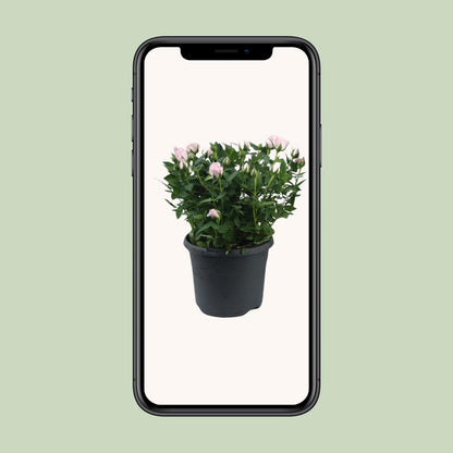 Rosa Jewel Patio Baby – Duftende Topfrose Ø17cm