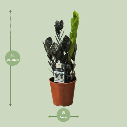 Zamioculcas Raven – Pflegeleichte ZZ-Pflanze Ø14cm, 45cm hoch