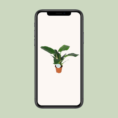 Philodendron Imperial Green – Pflegeleichte Zimmerpflanze Ø14cm