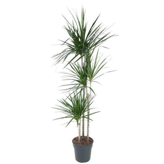 Dracaena Marginata – 160 cm – Pflegeleichte Zimmerpflanze