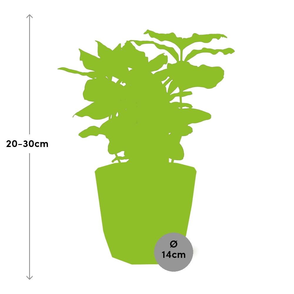 Coffea Arabica Zimmerpflanze im ELHO b.for rock 14 cm Topf
