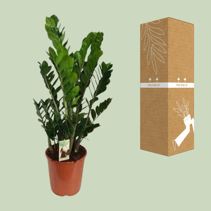 Zamioculcas Zamiifolia Ø27cm – Pflegeleichte Zimmerpflanze