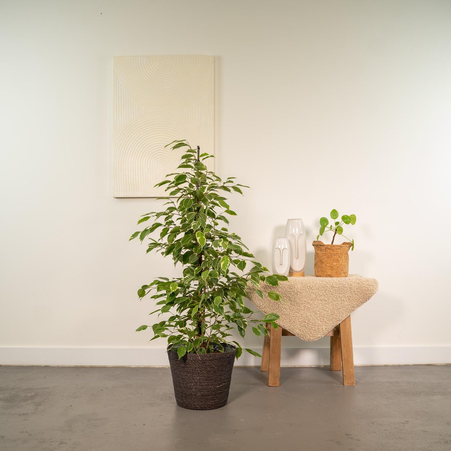 Ficus benjamina Goldenking Ø21cm mit Korb Igmar