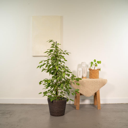 Ficus benjamina Goldenking Ø21cm mit Korb Igmar