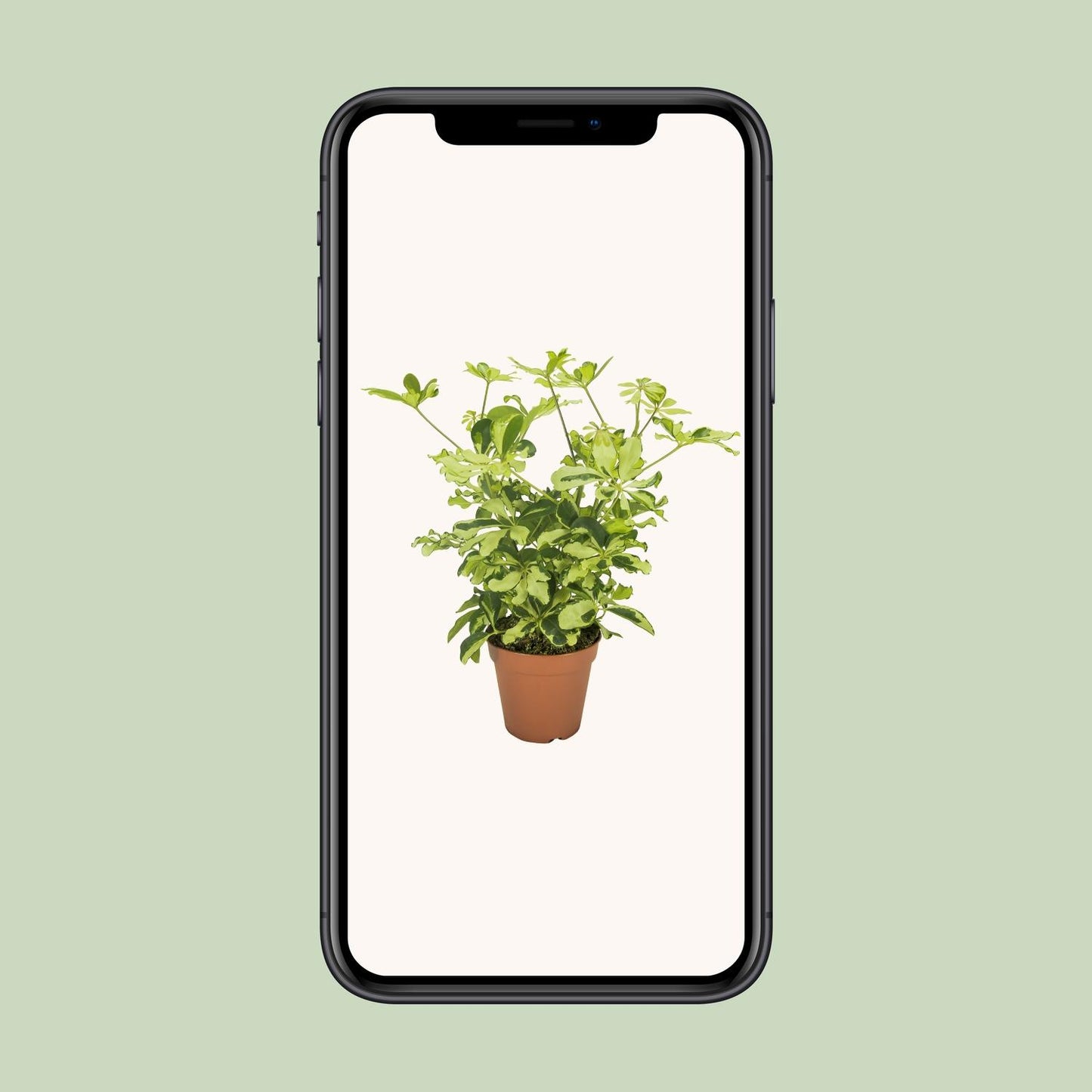 Schefflera Charlotte – Pflegeleichter Umbrella-Baum Ø13cm