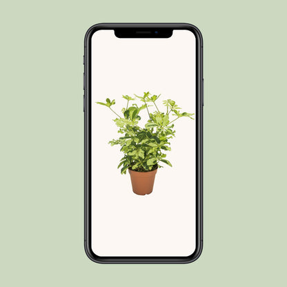Schefflera Charlotte – Pflegeleichter Umbrella-Baum Ø13cm