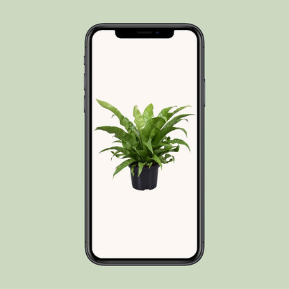 Asplenium Antiquum – Pflegeleichter Nestfarn Ø23cm