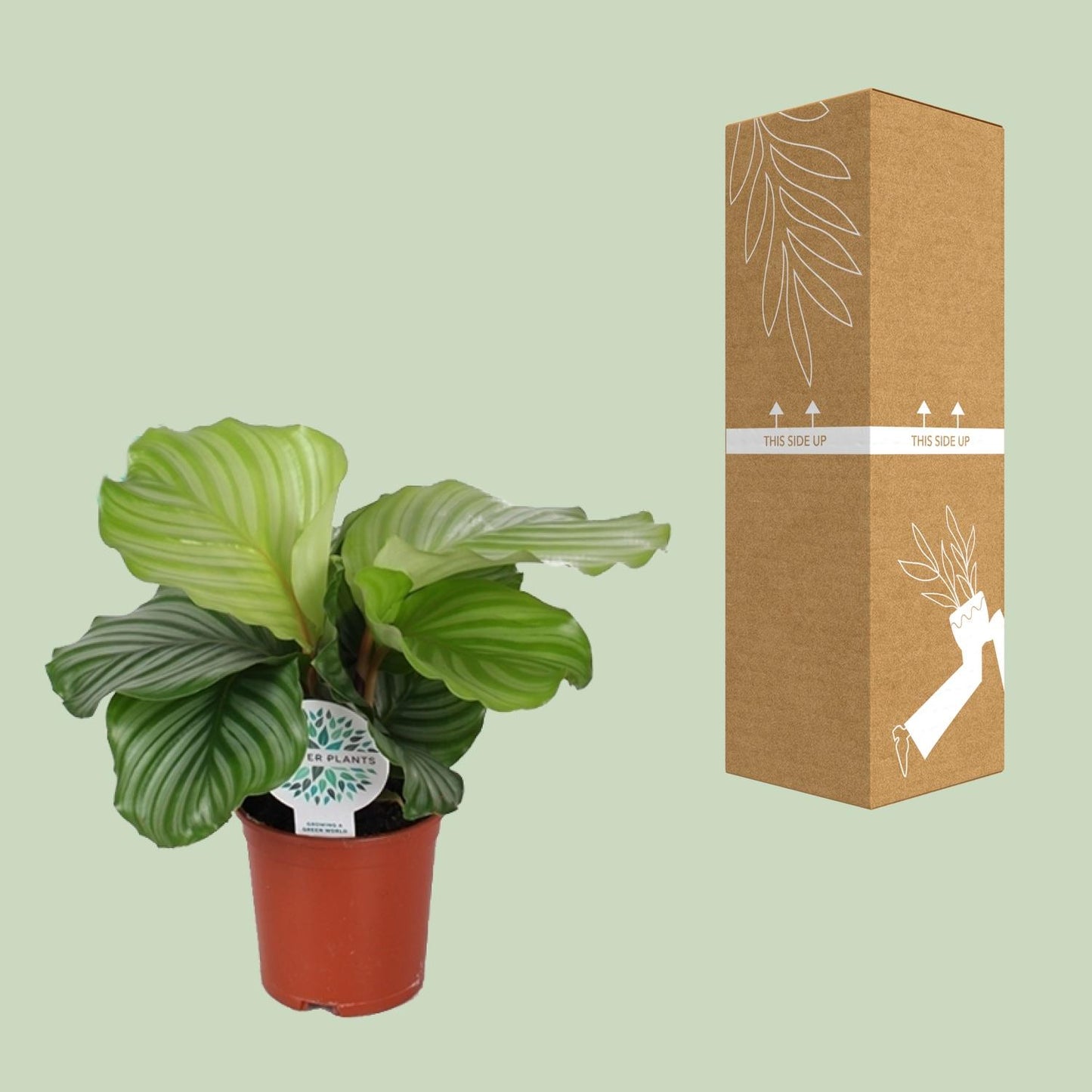 Calathea Orbifolia – Tropische, pflegeleichte Zimmerpflanze Ø14cm