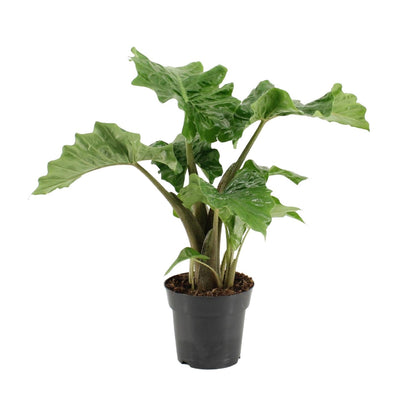 Alocasia Low Rider – Exotische, pflegeleichte Zimmerpflanze Ø17cm