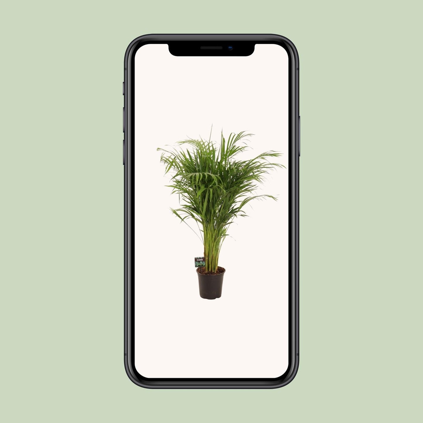 Dypsis Lutescens – Pflegeleichte Bambuspalme Ø21cm, 110cm hoch