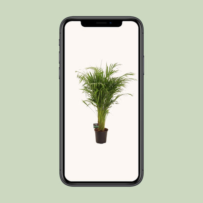 Dypsis Lutescens – Pflegeleichte Bambuspalme Ø21cm, 110cm hoch