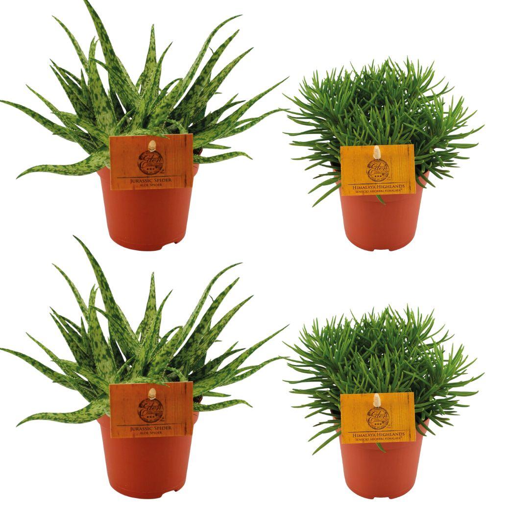 4er-Set Aloe Spider & Senecio Himalaya Ø10,5cm