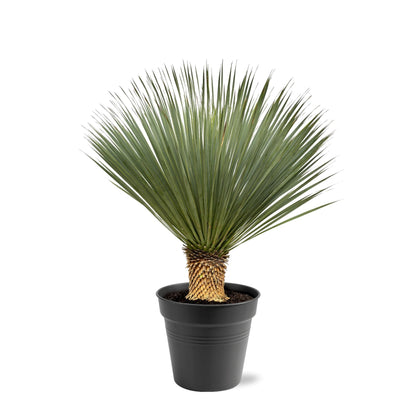 Yucca Rostrata – Robuste, pflegeleichte Zimmerpflanze 100-120 cm