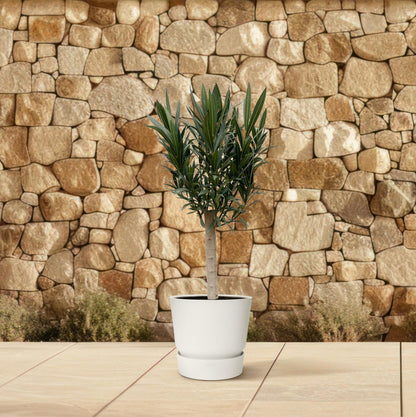 Nerium Oleander Stamm mit rosa Blüten – 110 cm