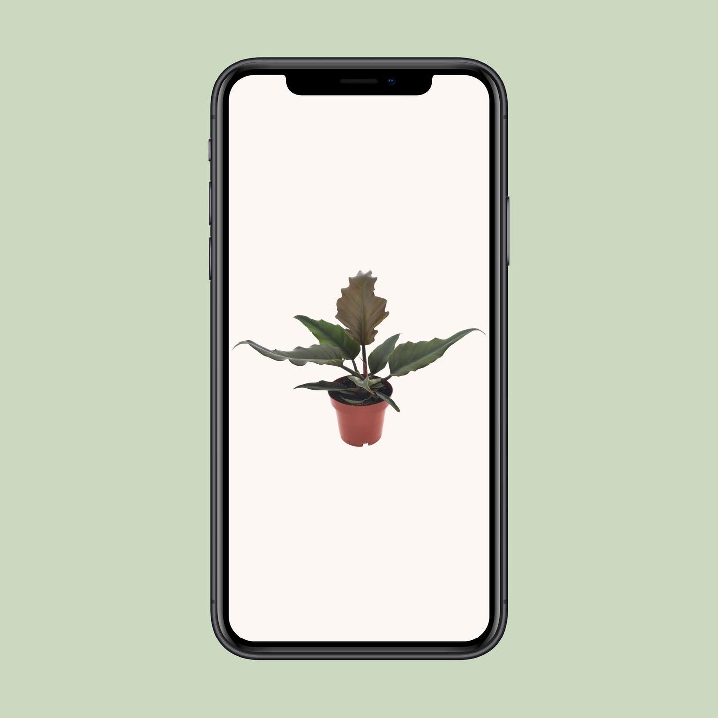 Philodendron Caramel – Pflegeleichte Zimmerpflanze Ø12cm