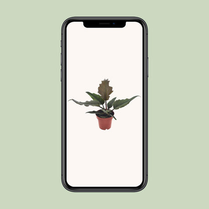 Philodendron Caramel – Pflegeleichte Zimmerpflanze Ø12cm