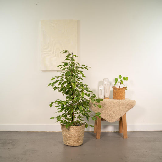 Ficus benjamina Goldenking mit Korb Ø21cm, ca. 95cm hoch