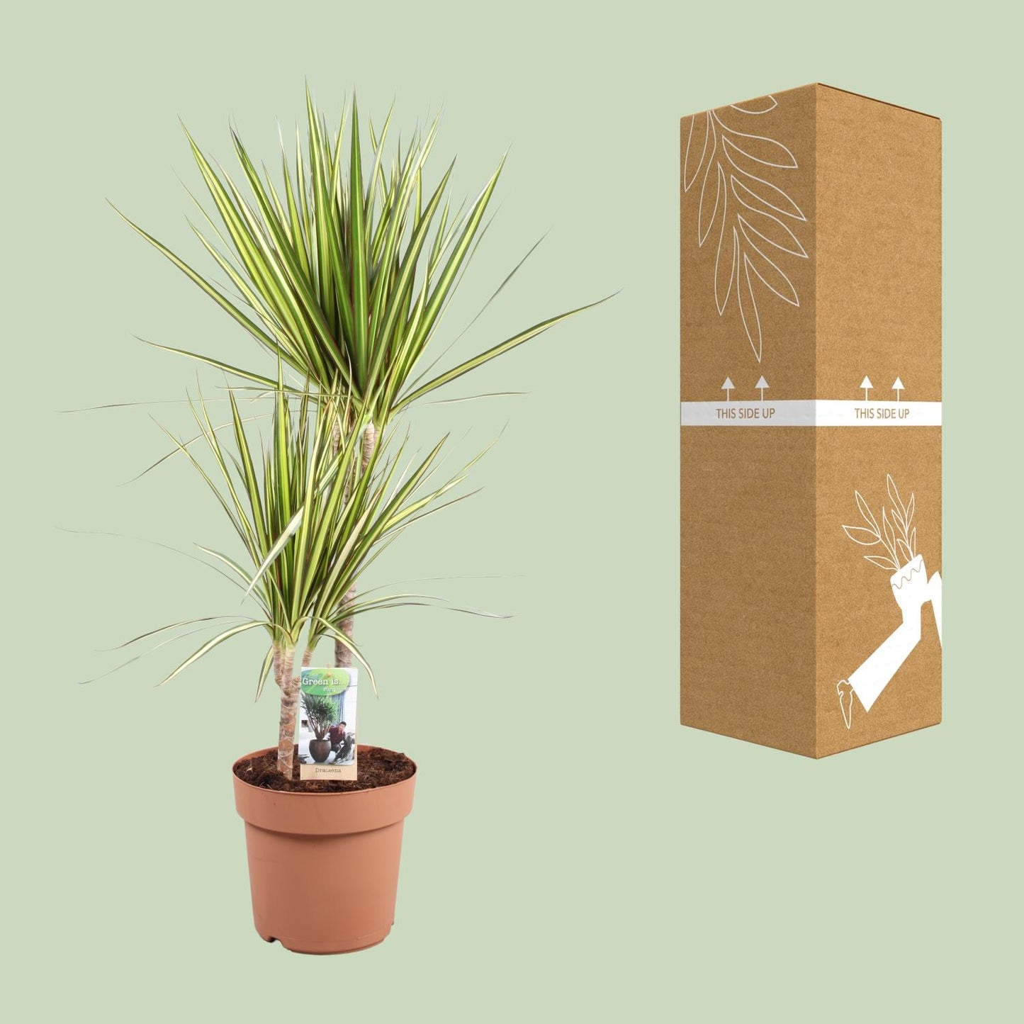 Dracaena marginata Sunray – Pflegeleichte Tropische Zimmerpflanze Ø21cm