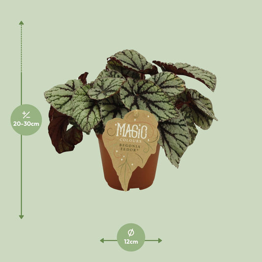 Begonia Rex Fedor – Pflegeleichte Zimmerbegonie Ø12 cm