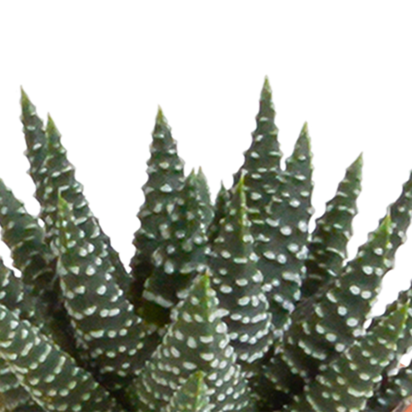 Kakteen & Sukkulenten Mischung 15er Set 5,5 cm