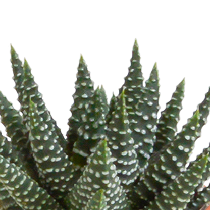 Kakteen & Sukkulenten Mischung 15er Set 5,5 cm