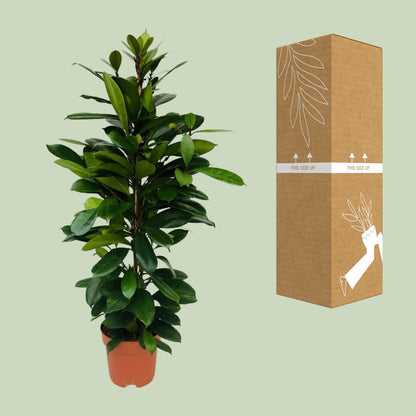Ficus Cyathistipula – Exotische, pflegeleichte Zimmerpflanze Ø21cm