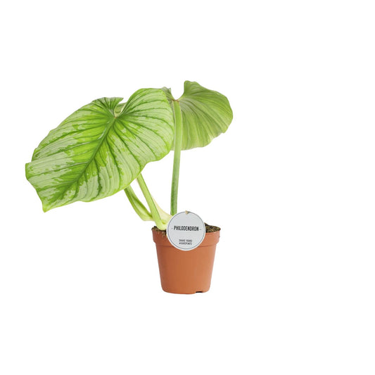 Philodendron Mamei – Pflegeleichte tropische Zimmerpflanze Ø15cm