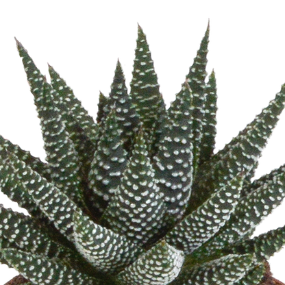 Gasteria & Haworthia Sukkulenten-Mix 3er im weißen Topf