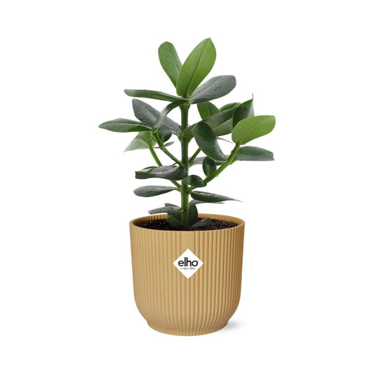 Clusia Princess im ELHO Vibes Fold Topf 14cm Gelb
