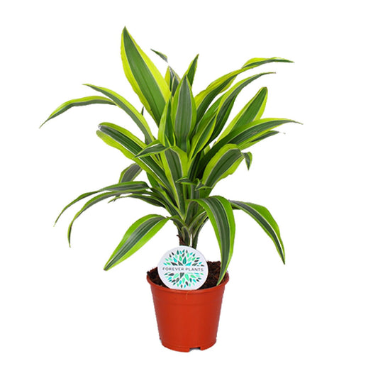 Dracaena Lemon Lime – Pflegeleichte Zimmerpflanze Ø14cm