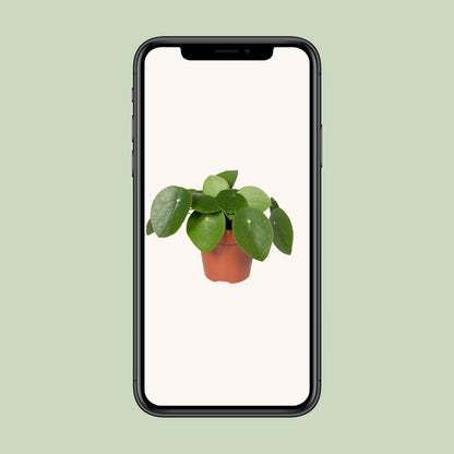 Pilea Peperomiodes – Aluminium-Pflanze Ø12cm, 20cm hoch