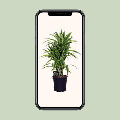 Dracaena Fragrans Lemon Lime – Pflegeleichte exotische Zimmerpflanze Ø24cm