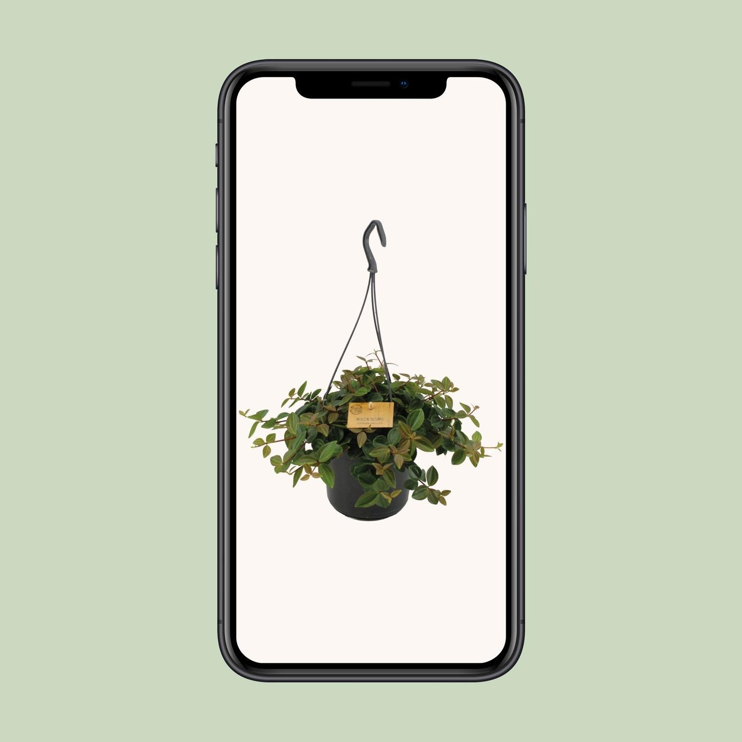 Peperomia Ang.Rocca Scuro – Pflegeleichte Zimmerpflanze Ø15cm