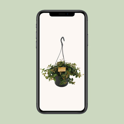 Peperomia Ang.Rocca Scuro – Pflegeleichte Zimmerpflanze Ø15cm