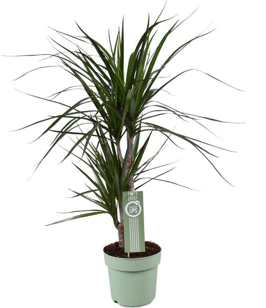 Dracaena Marginata Ø17cm – Exotische & Pflegeleichte Zimmerpflanze 70cm
