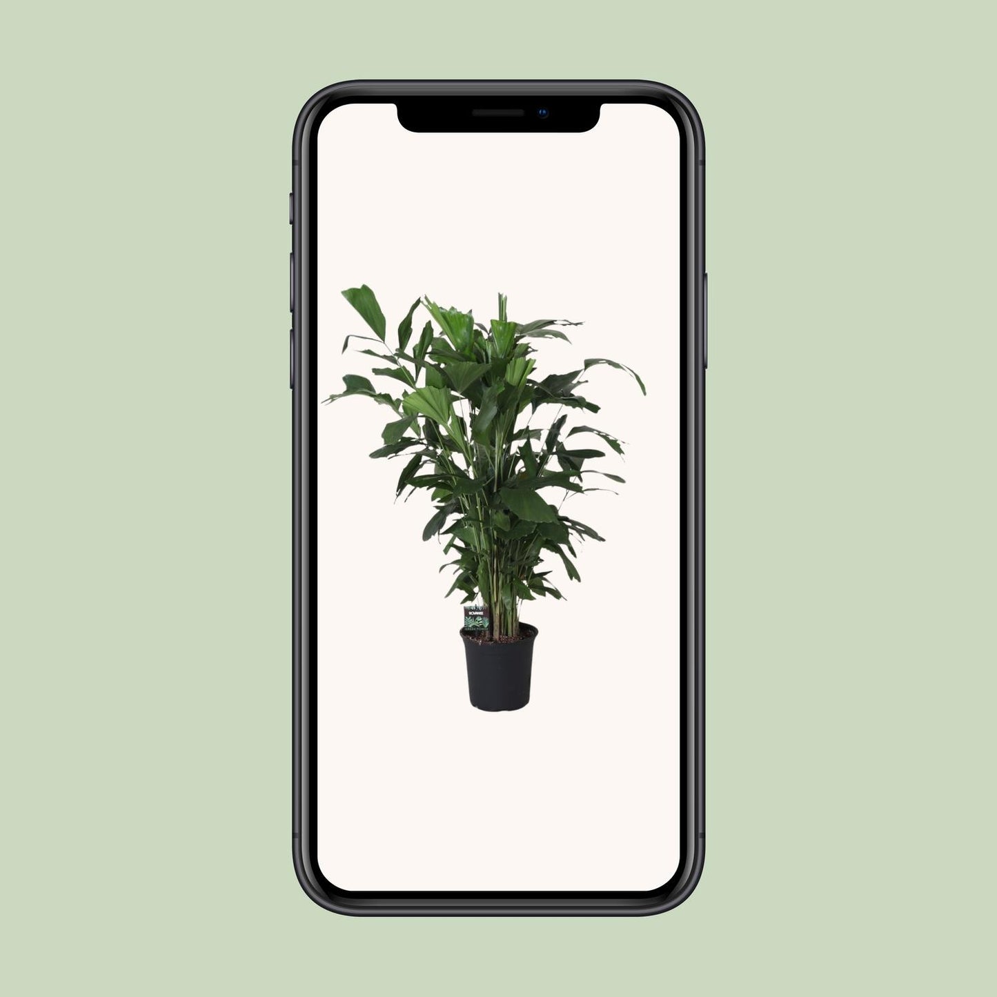 Caryota Mitis – Fishtail-Palme Ø24cm, 120cm hoch