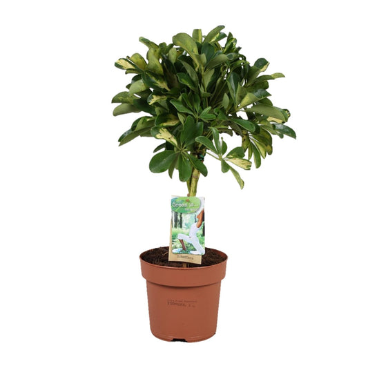 Schefflera Gold Capella – Pflegeleichte Zimmerpflanze Ø17cm