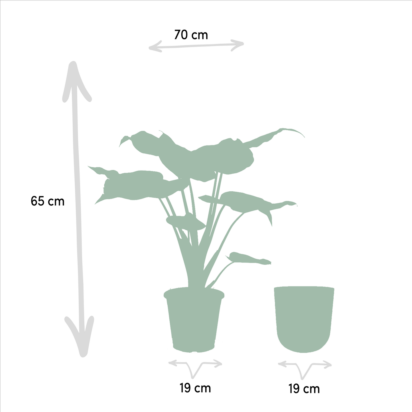 Alocasia Cucullata Ø19cm – Tropisches Elefantenohr mit Topf