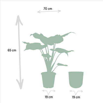 Alocasia Cucullata Ø19cm – Tropisches Elefantenohr mit Topf