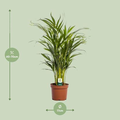 Goldfruchtpalme Ø17cm – Tropische Zimmerpflanze ca. 65cm